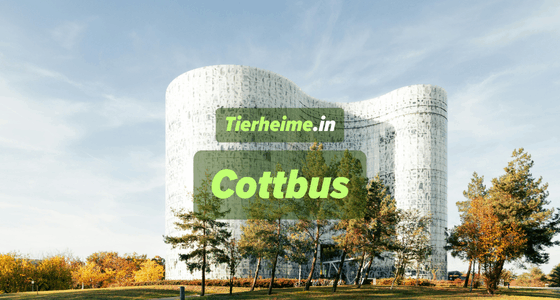 Tierheim Cottbus