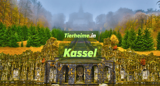 Tierheim Kassel