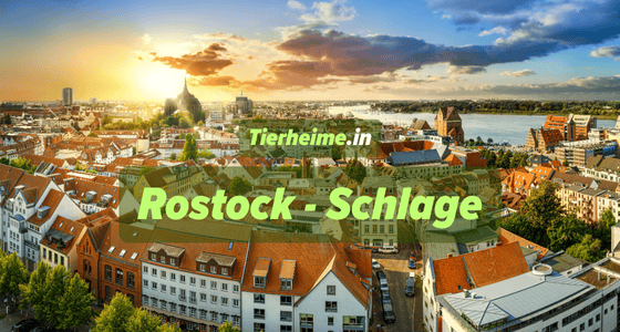 Tierheim Rostock