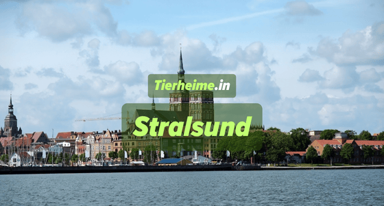 Tierheim Stralsund