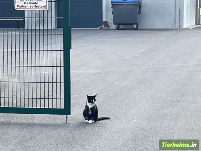 Tierheim Gera Foto 2 Tierheim Gera Foto 2